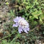 Scabiosa owerinii