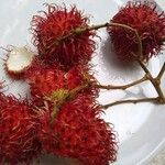 Nephelium lappaceum Fruit