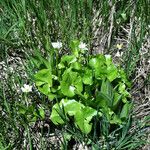 Caltha leptosepala عادت