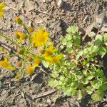 Senecio ampullaceus Leaf