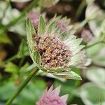 Astrantia major 花