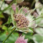 Astrantia major Cvet