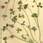Trifolium resupinatum Other