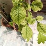 Aegle marmelos Hoja