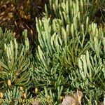 Lycopodium × oellgaardii Habit