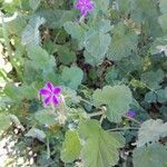 Erodium malacoidesFleur