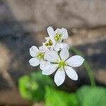 Allium subhirsutum Flor