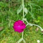 Lychnis coronariaBloem