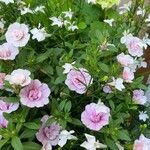 Calibrachoa parvifloraFlower