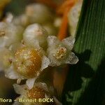 Cuscuta scandens Frutto