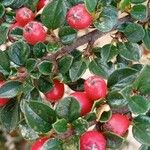 Cotoneaster horizontalis Gyümölcs