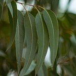 Eucalyptus camaldulensis Leaf