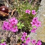 Oxalis debilisFloro