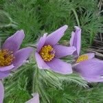 Pulsatilla grandis Flor