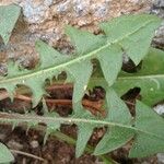 Taraxacum clemens Hoja