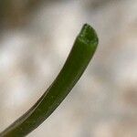 Gagea fragifera 葉