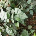 Hedera canariensis Folla