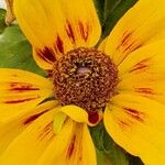 Rudbeckia hirta Sonstige