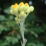 Helichrysum plicatum