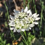 Orlaya grandiflora Blüte