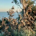Artemisia arborescens Frutto