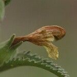 Pedicularis bracteosa Цветок
