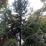 Araucaria angustifolia Hábito