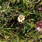 Trifolium occidentale Övriga