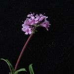 Nardostachys jatamansi Habit