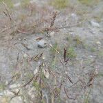 Puccinellia distans Arall
