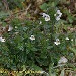 Euphrasia tetraquetra आदत