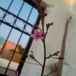 Talinum paniculatum Floro