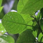 Quararibea parvifolia Leaf