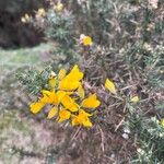 Ulex gallii Fiore