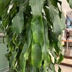 Dracaena fragrans List