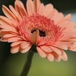 Gerbera jamesonii Květ