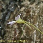 Pinguicula crystallina Flower