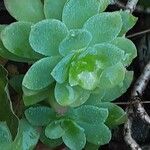 Sedum palmeri ഇല