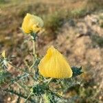 Argemone mexicanaFlower