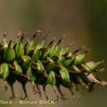 Carex hostiana फल