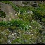 Lewisia congdonii Hábito