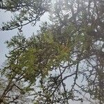 Sclerocarya birrea Плод