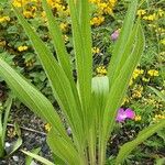 Echinacea pallida Хабит