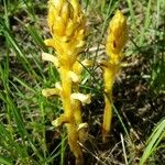 Orobanche flava Blad