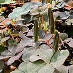 Oxalis stricta autre