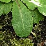 Lactuca virosa Leaf