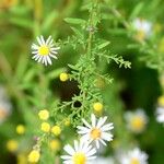 Symphyotrichum pilosum 葉
