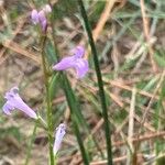 Lobelia urens Lorea
