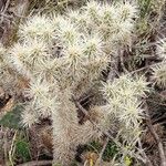 Cylindropuntia tunicata Хабит