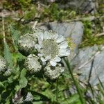 Achillea ptarmica Kvet